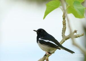 四喜鸟公鸟大叫视频,展现雄性风采