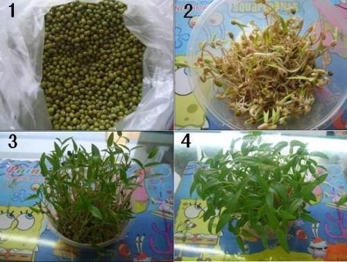 绿豆的生长视频,从播种到收获的奇妙之旅